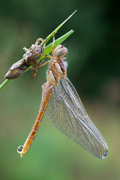 Da determinare: sfarfallamento di Orthetrum brunneum